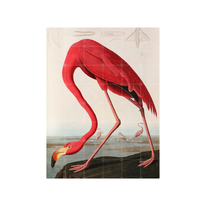 Mural IXXI Flamingo Audubon