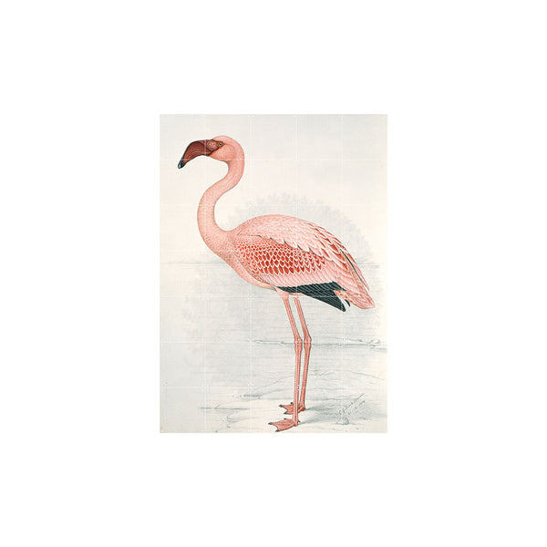 Mural IXXI - Flamingo Finch Davies
